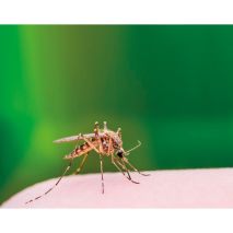 AFTER BITE ΓΙΑ ΜΕΤΑ ΤΟ ΤΣΙΜΠΗΜΑ ΣΤΙΚ 16ml Auto Moto Tyres 