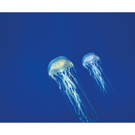 AFTER BITE ΓΙΑ ΜΕΤΑ ΤΟ ΤΣΙΜΠΗΜΑ ΣΤΙΚ 16ml Auto Moto Tyres 